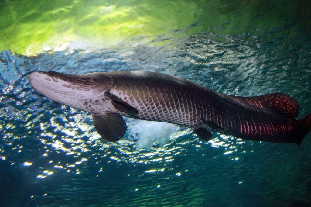 ilustrasi arapaima - KedaiKata 4.jpg